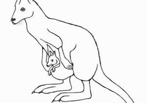 Coloring Pages Of Kangaroos Wallaby Google Search Line Drawings for Literacy