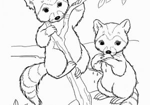 Coloring Pages Of Raccoons Wild Animal Coloring Pages