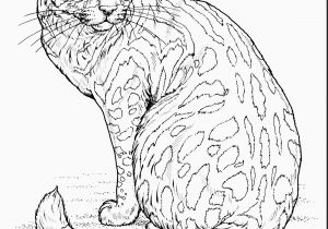 Coloring Pages Of Real Kittens 13 Best Coloring Pages Real Kittens S