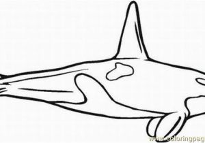 Coloring Pages Of Shamu Shamu Coloring Pages Clipart Best