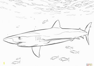 Coloring Pages Of Sharks Printable Blue Shark with Pilot Fishes Coloring Page From Blue Sharks