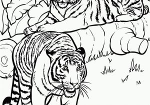 Coloring Pages Of Tiger Cubs Realistic and Detailed Coloring Page Tiger for Older Kids