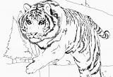 Coloring Pages Of Tiger Cubs Tiger Cub Scouts Coloring Pages Tiger Coloring Pages Popular Awesome