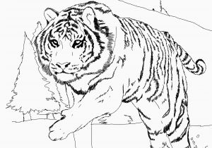 Coloring Pages Of Tiger Cubs Tiger Cub Scouts Coloring Pages Tiger Coloring Pages Popular Awesome