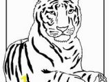 Coloring Pages Of Tiger Cubs Tiger with Rough Fur Lions and Tigers Pinterest