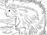 Coloring Pages Of White Tigers Cute north American Porcupine Coloring Page