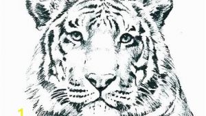 Coloring Pages Of White Tigers Wild Cat Coloring Pages G4674 Realistic Cat Coloring Pages