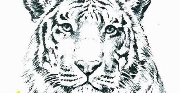 Coloring Pages Of White Tigers Wild Cat Coloring Pages G4674 Realistic Cat Coloring Pages