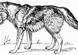 Coloring Pages Of Wolves Unlock Coloring Pages Wolfs Advice Wolves High Tech
