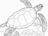 Coloring Pages Of X Ray Meeresschildkröte Malvorlagen Sea Turtle Loggerhead Sea