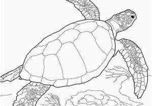 Coloring Pages Of X Ray Meeresschildkröte Malvorlagen Sea Turtle Loggerhead Sea