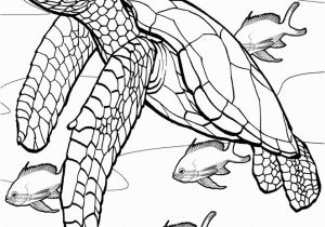 Coral Reef Coloring Pages to Print Coloring Pages Coral Reef Sketchbook