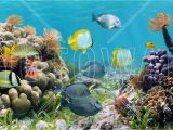 Coral Reef Wall Mural Panorama Coral Reef Affordable Poster Wall