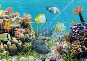 Coral Reef Wall Mural Panorama Coral Reef Affordable Poster Wall