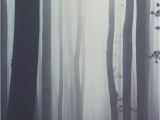 Create Wall Mural From Photo Misty forest Wallpaper