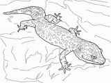 Crested Gecko Coloring Page 30 Gecko Coloring Pages Mycoloring Mycoloring