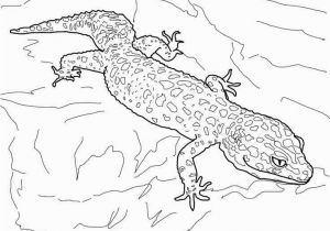 Crested Gecko Coloring Page 30 Gecko Coloring Pages Mycoloring Mycoloring