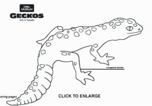 Crested Gecko Coloring Page 30 Gecko Coloring Pages Mycoloring Mycoloring