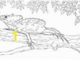 Crested Gecko Coloring Page 32 Best Kids Coloring Page Images On Pinterest