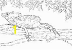 Crested Gecko Coloring Page 32 Best Kids Coloring Page Images On Pinterest