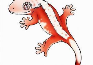 Crested Gecko Coloring Page Image Result for Crested Gecko Morphs Art Inspiration