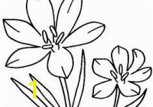 Crocus Coloring Page 118 Best Coloring Flowers Images On Pinterest