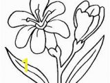 Crocus Coloring Page Crocus Flowers and Birds