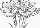 Crocus Coloring Page Pin by sona Medkova On Jaro Pinterest