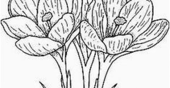 Crocus Coloring Page Pin by sona Medkova On Jaro Pinterest