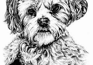Cute Animal Coloring Pages for Adults Coloring Pages for Adults Difficult Animals 39