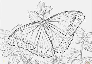Cute butterfly Coloring Pages butterfly Coloring Pages Free to Print at Coloring Pages