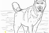 Cute Husky Puppy Coloring Pages Husky Coloring Pages Siberian Husky Seska Pinterest