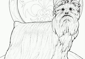 Cute Yorkie Coloring Pages Cute Yorkie Coloring Pages Inspirational Pitbull Coloring Pages