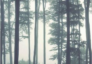 Dark forest Wall Mural Dreamy Foggy forest Scene Mural Misty forests Mural forest