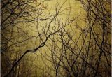 Dark forest Wall Mural Mystic Light Wall Mural Wallpaper Nature