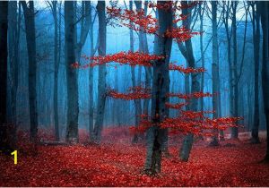 Dark forest Wall Mural Red forest Wall Mural Tree Wallpaper