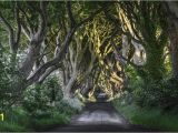 Dark forest Wall Mural the Dark Hedges Wall Mural Ireland Wall Covering forest