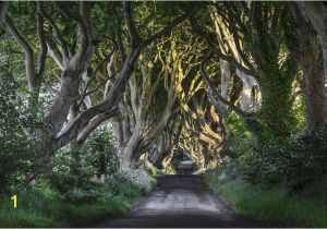 Dark forest Wall Mural the Dark Hedges Wall Mural Ireland Wall Covering forest