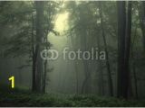 Dark forest Wall Mural Wall Mural „forest Summer Dark Green forest after Rain