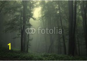 Dark forest Wall Mural Wall Mural „forest Summer Dark Green forest after Rain