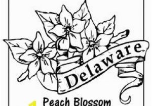 Delaware State Flower Coloring Page New York State Flower Design Pinterest