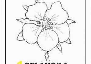 Delaware State Flower Coloring Page Oklahoma State Flower Quilting Pinterest