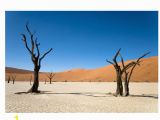 Desert Scene Wall Mural Pin On Products