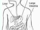 Digestive System Coloring Page for Kids Digestive System Blank Diagram for Kids