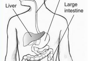 Digestive System Coloring Page for Kids Digestive System Blank Diagram for Kids