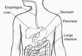 Digestive System Coloring Page for Kids Digestive System Coloring Page Coloring Home