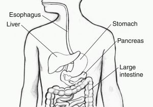 Digestive System Coloring Page for Kids Digestive System Coloring Page Coloring Home