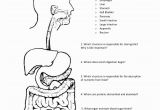 Digestive System Coloring Page for Kids Digestive System Coloring Page Coloring Home