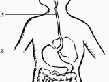 Digestive System Coloring Page for Kids Digestive System Coloring Page Coloring Home