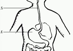 Digestive System Coloring Page for Kids Digestive System Coloring Page Coloring Home